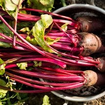 Horta em casa: cultive 3 plantas que são fontes de ferro com facilidade - FreePik