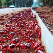 Migração de caranguejos fecha estrada em ilha australiana - reprodução instagram @parksaustralia
