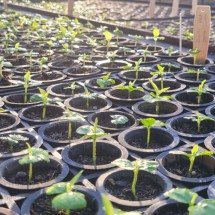 Pesquisa busca desenvolver espécie nativa na silvicultura - UFLA/Divulgação