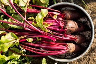 Horta em casa: cultive 3 plantas que são fontes de ferro com facilidade