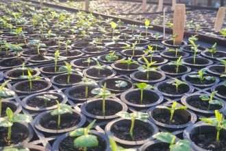 Pesquisa busca desenvolver espécie nativa na silvicultura