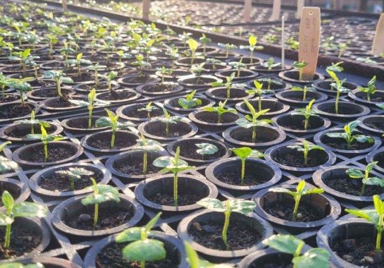 Pesquisa busca desenvolver espécie nativa na silvicultura