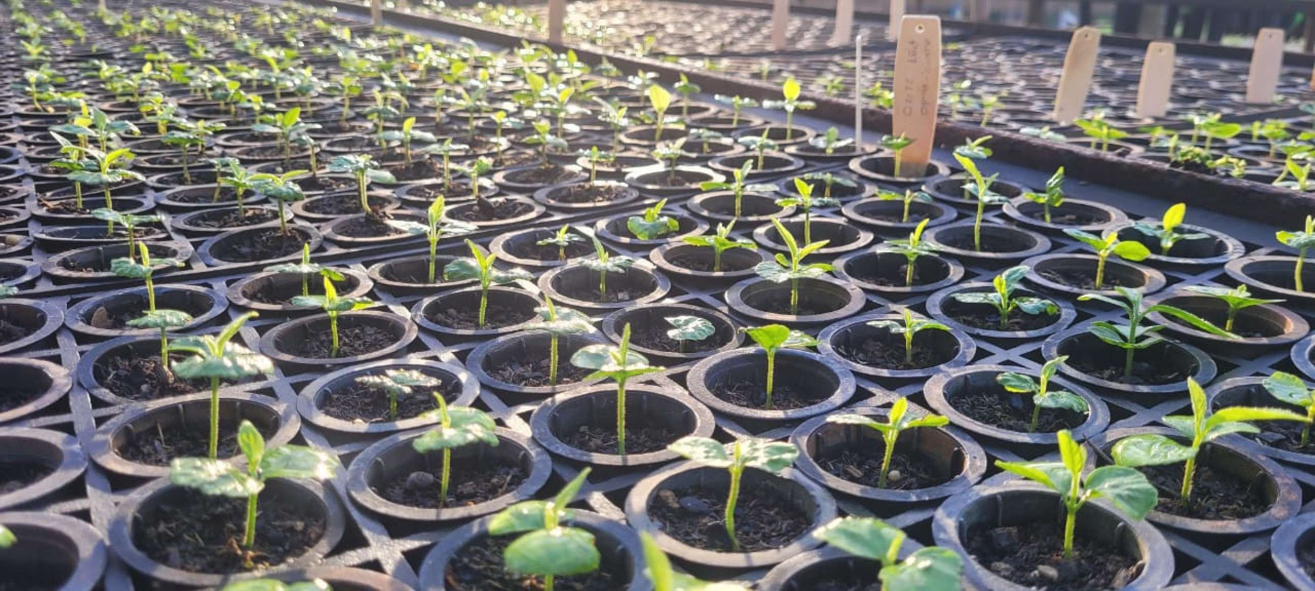 Como a ciência acelera o desenvolvimento da floresta nativa