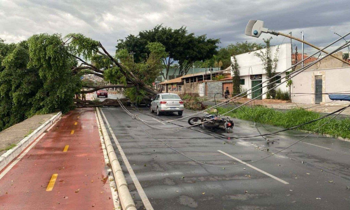 A árvore e os postes caíram na Rua Heráclito Mourão de Miranda, no Bairro Castelo, Região da Pampulha