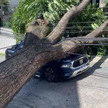 Árvore de grande porte cai sobre carro na Região Noroeste de BH - Reprodução/CBMMG