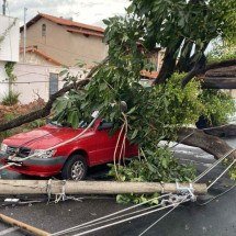 BH: árvore e postes caem, atingem carro e deixam militar ferido na Pampulha - Reprodu&ccedil;&atilde;o CBMMG