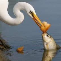 Pássaro ‘esperto’ usa pão como isca e causa surpresa na web - Ilustração criada por inteligência artificial