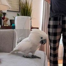 Cacatua contraria expectativas e vira amiga de cachorro - Instagram/@iamtylerrayn