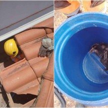 Saruê e família em telhado recebem visita dos bombeiros e são 'despejados' - CBMMG/Divulga&ccedil;&atilde;o