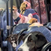 Fofura! Ônibus escolar para cachorros viraliza e encanta internautas nas redes - Reprodução/Redes Sociais  