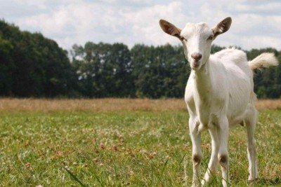 Você sabe qual é o masculino de ‘cabra’? -  (crédito: Tupi)