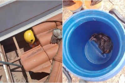 Ao chegarem ao local, os militares encontraram um gamb&aacute;-de-orelha-preta &mdash; conhecido popularmente como saru&ecirc; &mdash; acompanhado de cinco filhotes -  (crédito: CBMMG/Divulga&ccedil;&atilde;o)