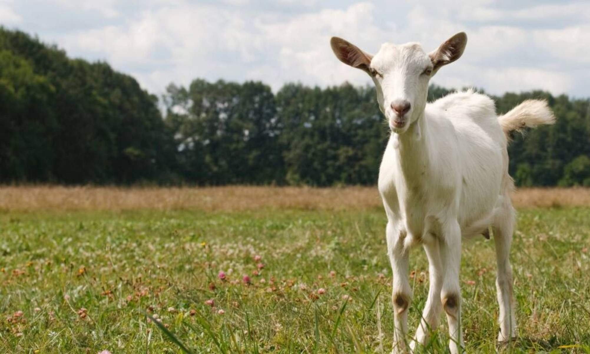Você sabe qual é o masculino de ‘cabra’?