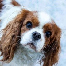 Home care para pets - Petter Berntsen / AFP