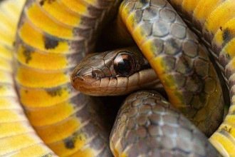 Por que alguns animais conseguem ingerir veneno e enganar a morte