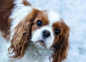 Fisioterapia, acupuntura e moxa estão entre técnicas atualmente usadas para tratar pets
 -  (crédito: Petter Berntsen / AFP)