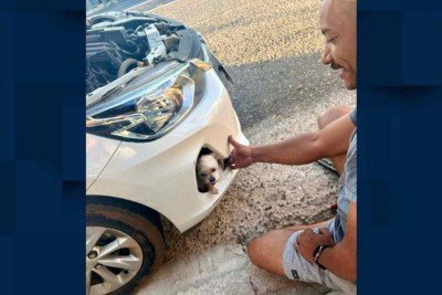 C&atilde;o &eacute; encontrado dentro de para-choque de carro ap&oacute;s dois dias desaparecido -  (crédito: Reprodu&ccedil;&atilde;o)