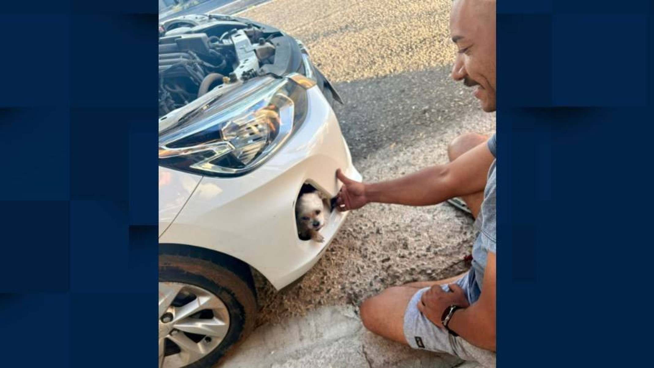 Cão é encontrado dentro de para-choque de carro após dois dias desaparecido - Reprodu&ccedil;&atilde;o