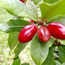 Fruta-do-milagre tem substância que “mascara” a acidez e requer cautela - Hamale Lyman/Wikimédia Commons