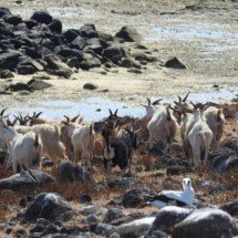 Sagradas em diferentes culturas, cabras são símbolos de fertilidade e abundância - Divulgação  UESB