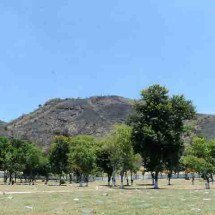 Patrimônio verde: Rio tem a maior floresta urbana do planeta -  Tania Rego/Agência Brasil