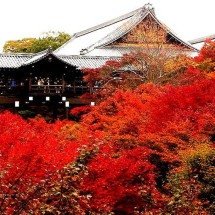 O resplendor apaixonante das espécies de flores e plantas vermelhas - Tim Notari wikimedia commons