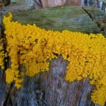 Os fungos e a inteligência - Ken/Flickr