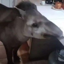 Anta é mascote de cidade brasileira e recebe comida dos moradores - Reprodução