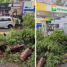 Chuva: árvore cai e bloqueia avenida de BH - Divulgação/CBMMG