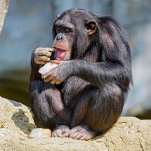 Pesquisa revela que chimpanzés ingerem álcool natural presente nas frutas - Picture by Tambako the Jaguar