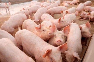 Cuidados no manejo e abate dos animais evita prejuízos na produção