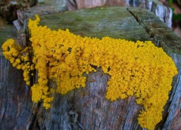 physarum polycephalum, um fungo, típico de ambientes úmidos, que se expande continuamente criando colônias de intrincadas ramificações -  (crédito: Ken/Flickr)