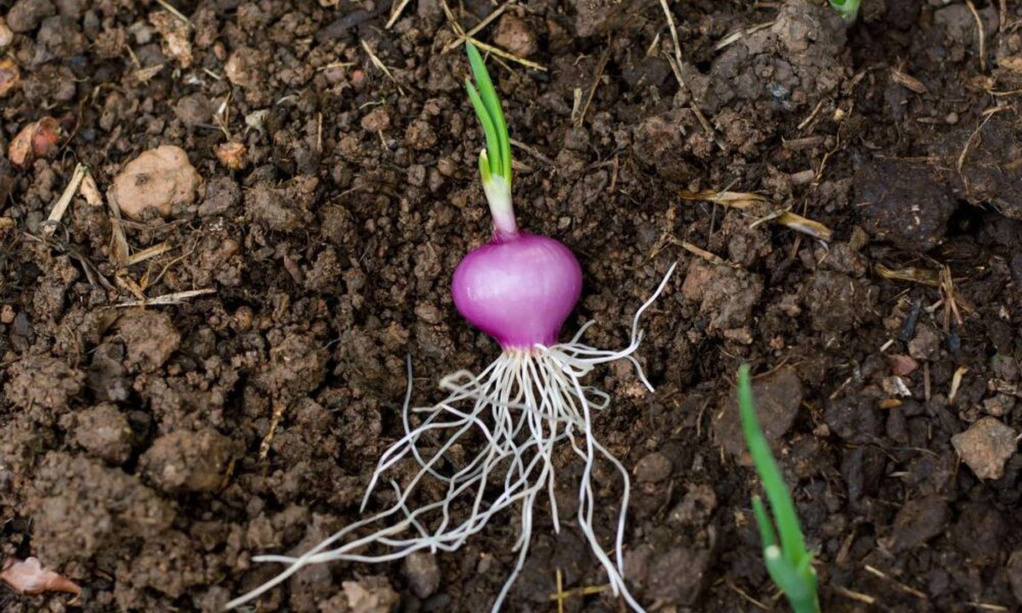 Como plantar cebola em casa e fazer ela brotar rápido - Tupi