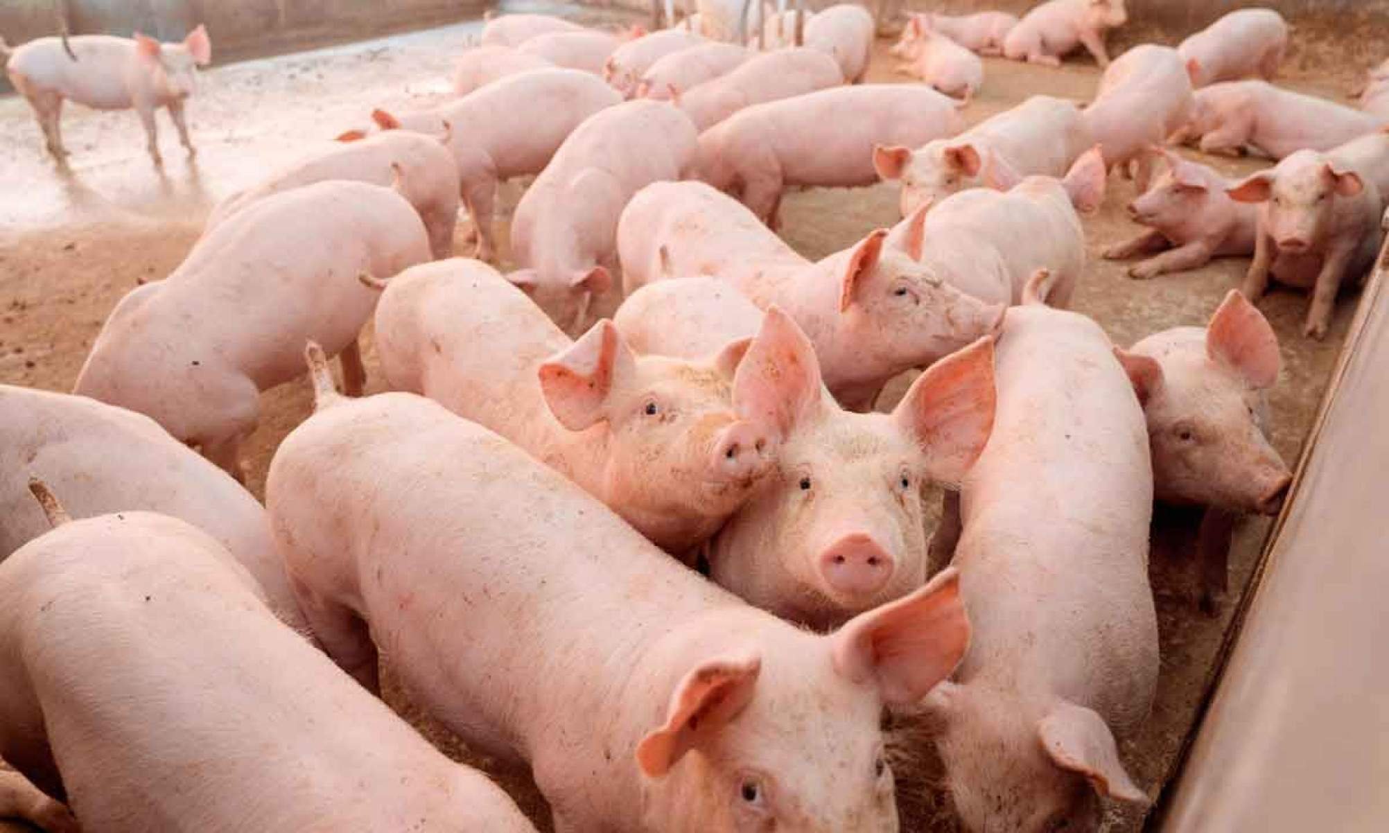 Cuidados no manejo e no abate dos animais evita prejuízos na produção