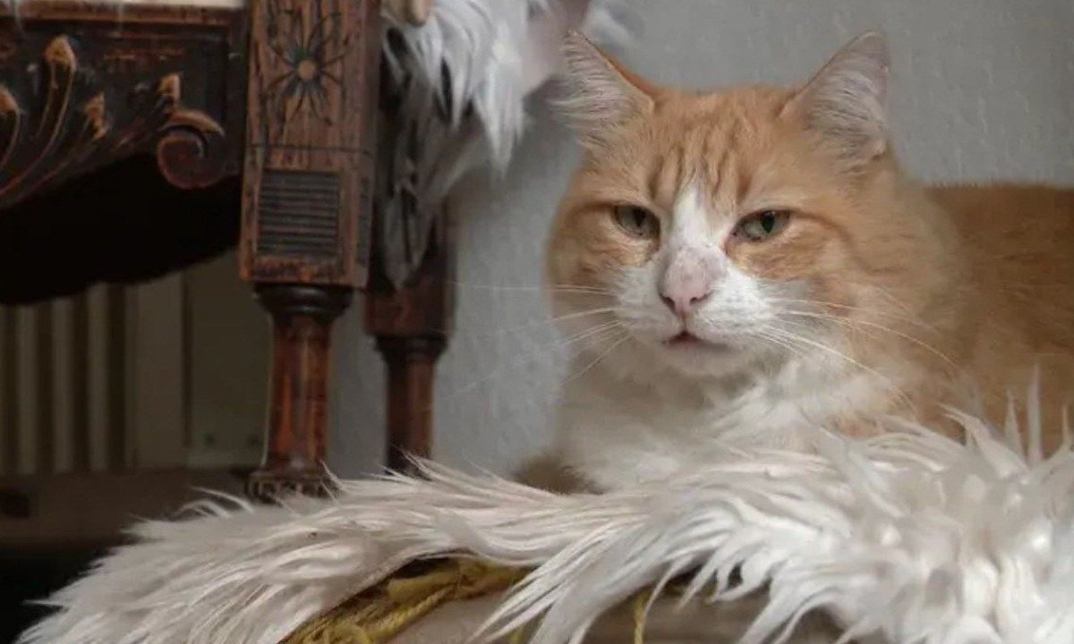 Gato é condenado à 'prisão domiciliar' e dona pode ser multada em R$ 18 mil - Reprodu&ccedil;&atilde;o