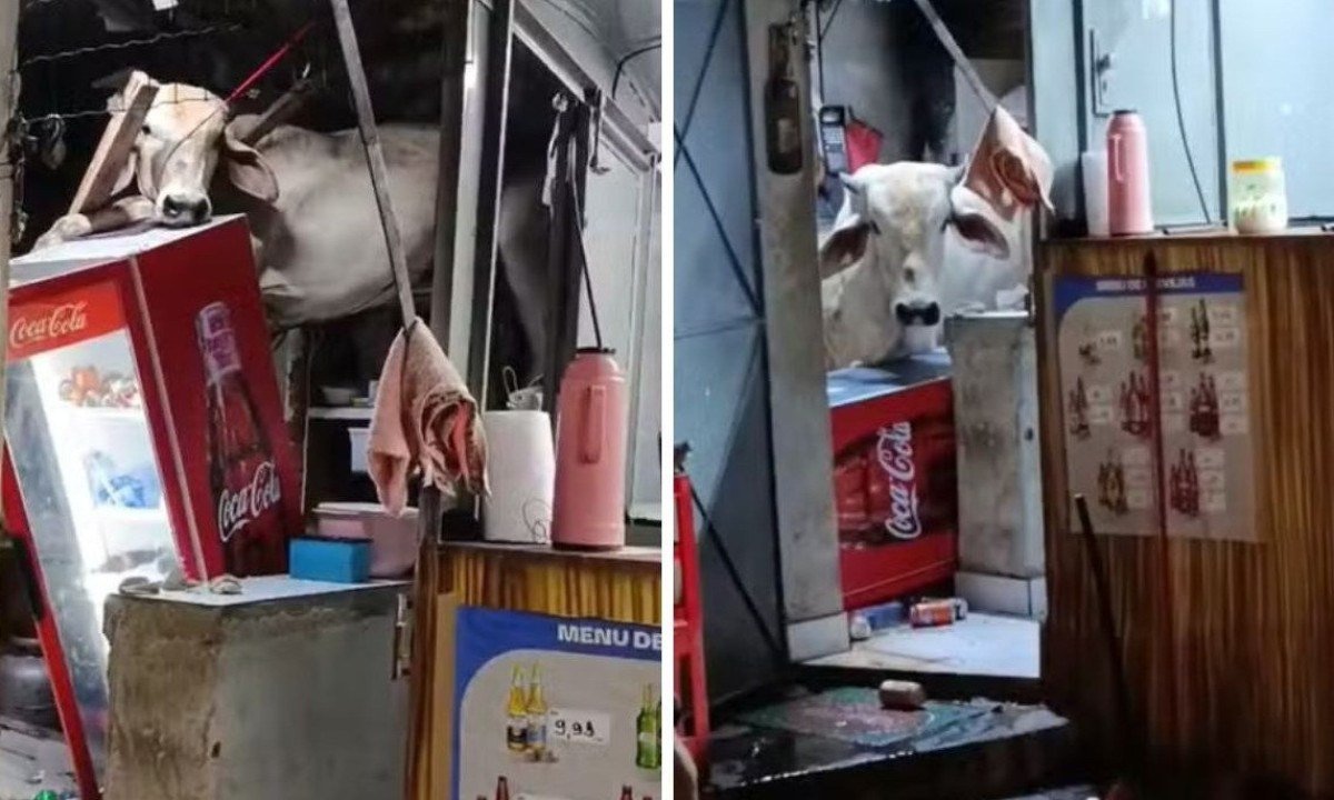 Vídeo: vaca 'voadora' cai de telhado de bar e causa prejuízo no interior - Reprodu&ccedil;&atilde;o / redes sociais