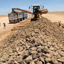 Chineses fazem agricultura em pleno deserto egípcio -  Divulgação Xinhua