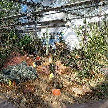 Jardins autossuficientes: plantas que não precisam de poda frequente - WeeJeeVee  wikimedia commons