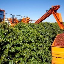 Minas supera tarifaço e exporta US$ 16,4 bilhões em café e carne neste ano