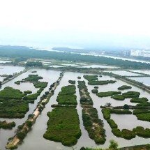 Cientistas encontram água-viva que têm 24 olhos - Reprodução/YouTube