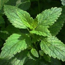 Erva-cidreira é fácil de cultivar e ajuda a manter a calma - Pixabay 