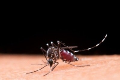 Casos de dengue caem, mas risco de surto ainda preocupa -  (crédito: DINO)