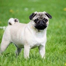 Discretinhas: Raças de cães que quase não latem - Imagem de Katrinbechtel por Pixabay