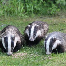 O curioso mundo do texugo e sua vida quase invisível na natureza - Pixabay