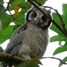 Corujas são símbolos de sorte, mas também de morte - Imagem de Mark Jordahl por Pixabay