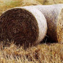 Desde a antiguidade, a palha se destaca com diferentes utilidades -  Imagem de Andrea por Pixabay