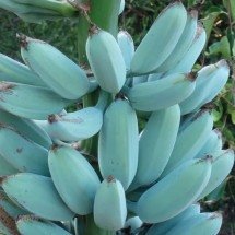 Curiosidade: Banana azul tem textura e sabor inesperados - Reprodução/Sociedade Internacional da Banana