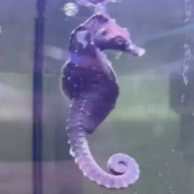 Pra quem não viu: Cavalo-marinho raro é ‘pescado’ por engano - Reprodução redes sociais 