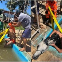 Égua cai em piscina de fazenda e mobiliza bombeiros no interior de MG - CBMMG