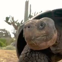 Morre Gramma, a tartaruga “vovó” que chegou a 141 anos nos Estados Unidos - Reprodução de vídeo redes sociais